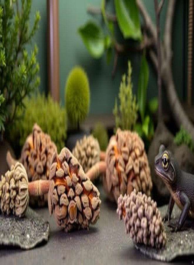 Galapagos Magnolia Seed Pods Natural Bioactive Terrariums Provides shelter and Food for microfauna 2-4 inch pods 5pk - Image 3